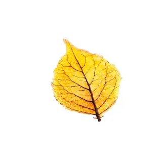 CIALDA FOGLIA AUTUNNALE FINGER SALATA 80pz(DF)