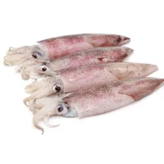 CALAMARO XL SUD AFRICA IQF 8kg(MED)