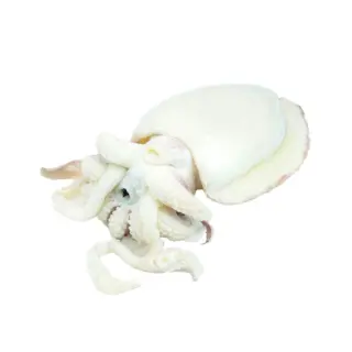 SEPPIA PULITA MAROCCO 1500/2000 10kg(IK)