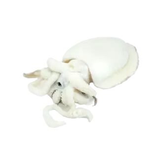 SEPPIA PULITA 40/60 fao71 BLOCCO 6pzX2kg(ID)