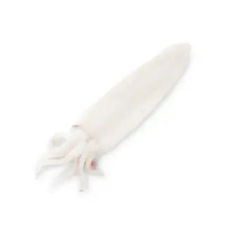 CALAMARI PULITI U5 MILLENNIUM THAI 20% 6pzX2kg(NF)