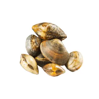 VONGOLE BROWN 60/80 C/GUSCIO 10PZX1KG