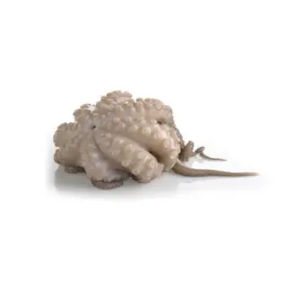 POLPO MAROCCO T5 IQF 12KG (GF)