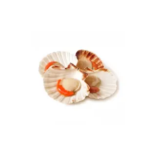 CAPESANTE DEL PACIFICO MEZZO GUSCIO 900gr