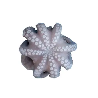 POLPO MAROCCO T7 IQF 2^ 12kg(GF)