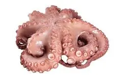 POLPO T8 MAROCCO IQF 12kg(GF)