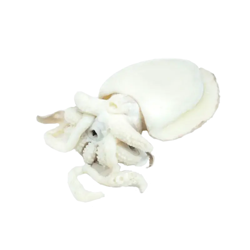 SEPPIE PULITE 200/400 MAROCCO 8kg