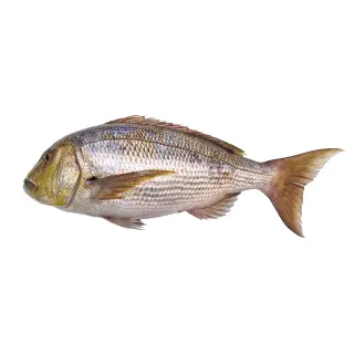 DENTICE MAROCCO BORDO P 400/600GR 20KG CA(IK)