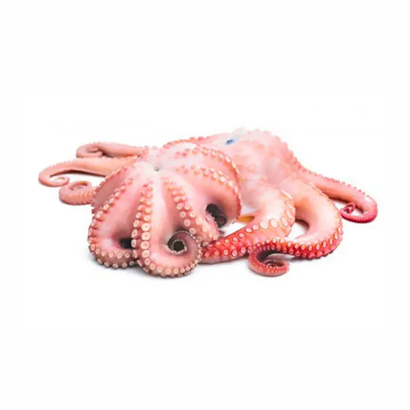 POLPO T7 MAROCCO IQF fao34 7kg(NF)