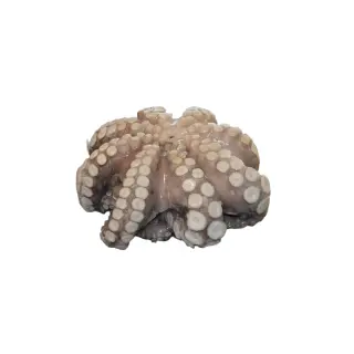 POLPO T5 MAROCCO IQF 12KG(AF)