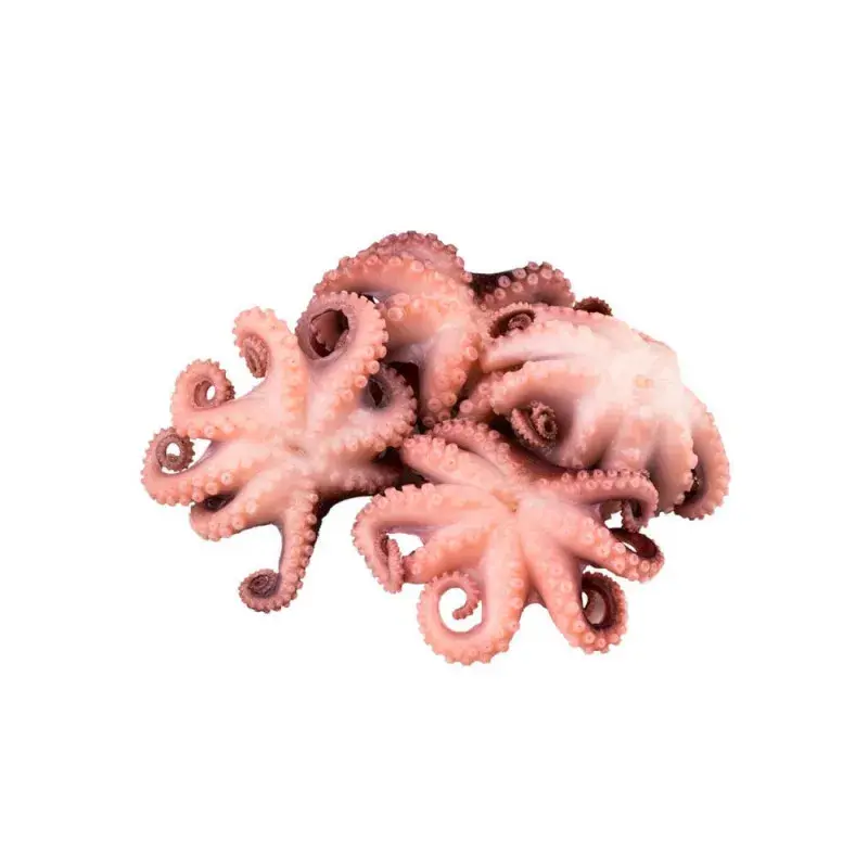 MOSCARDINI 60UP 750/800gr(HQF)