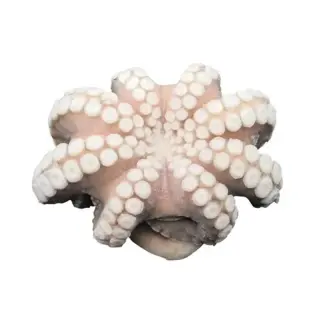 POLPO T6 MAROCCO IQF PRESTIGE 12kg(AF)