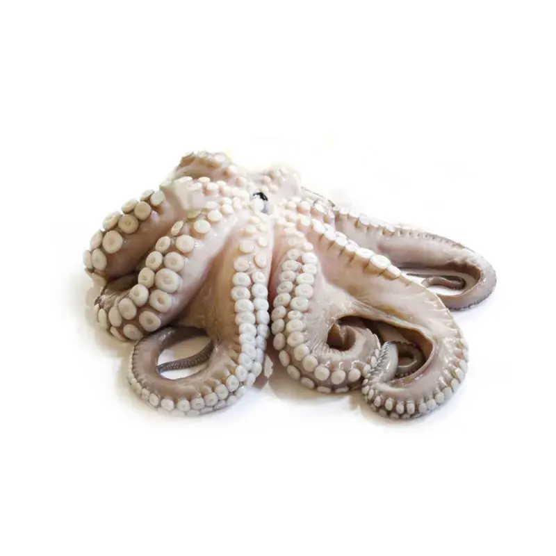 POLPO T5 MAROCCO IQF 12kg(MI)