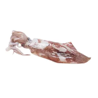 CALAMARO MAROCCO SPORCO G IWP 19kg(IK)