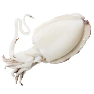 SEPPIA PULITA 500/1000 MAROCCO IQF 12KG(NF)